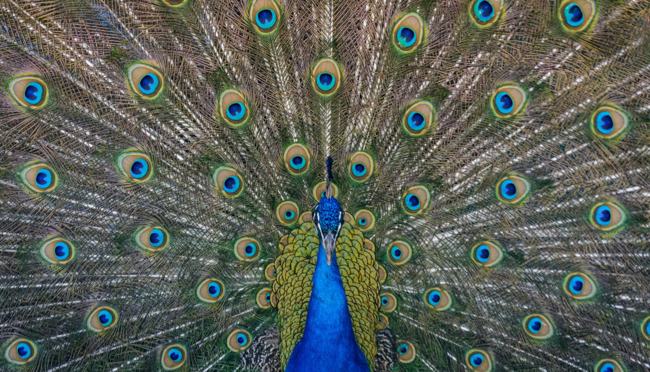 Steve harvey 7S3tOs424o unsplash