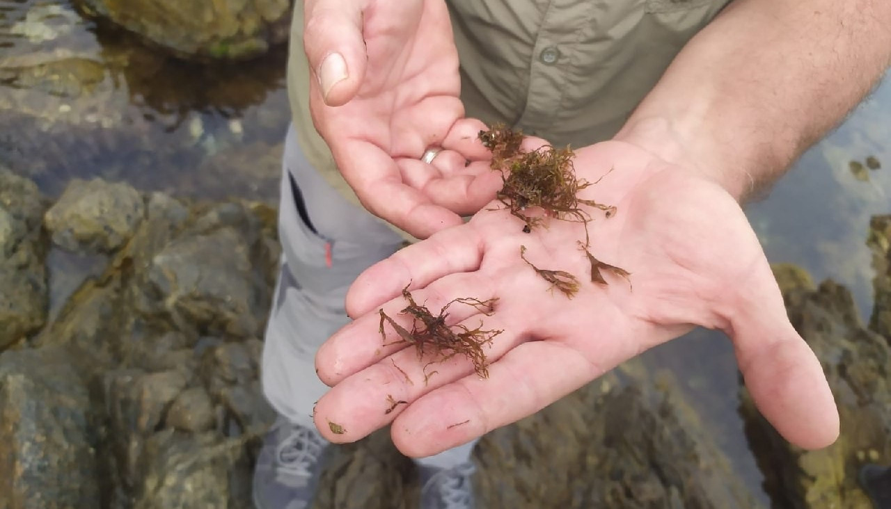 Rugulopteryx okamurae alga asiática invasora miteco