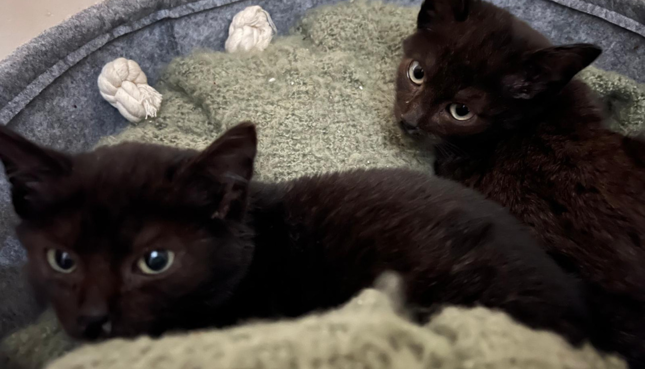 Gatos en adopcion en o grove