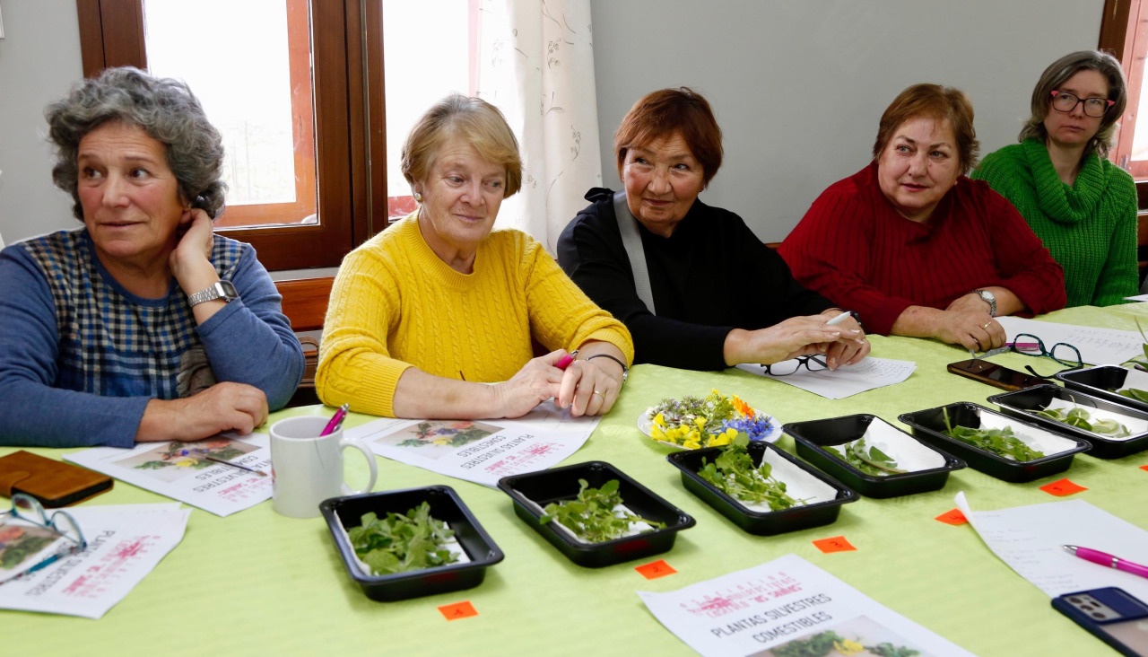 Taller plantas silvestres comestibles as saíñas castrelo cambados