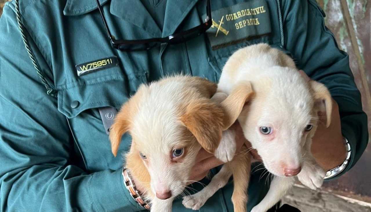 Perros rescate casa cambados