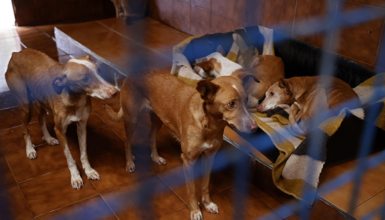 Perros rescate cambados casa síndrome noé refugio seprona guardia civil