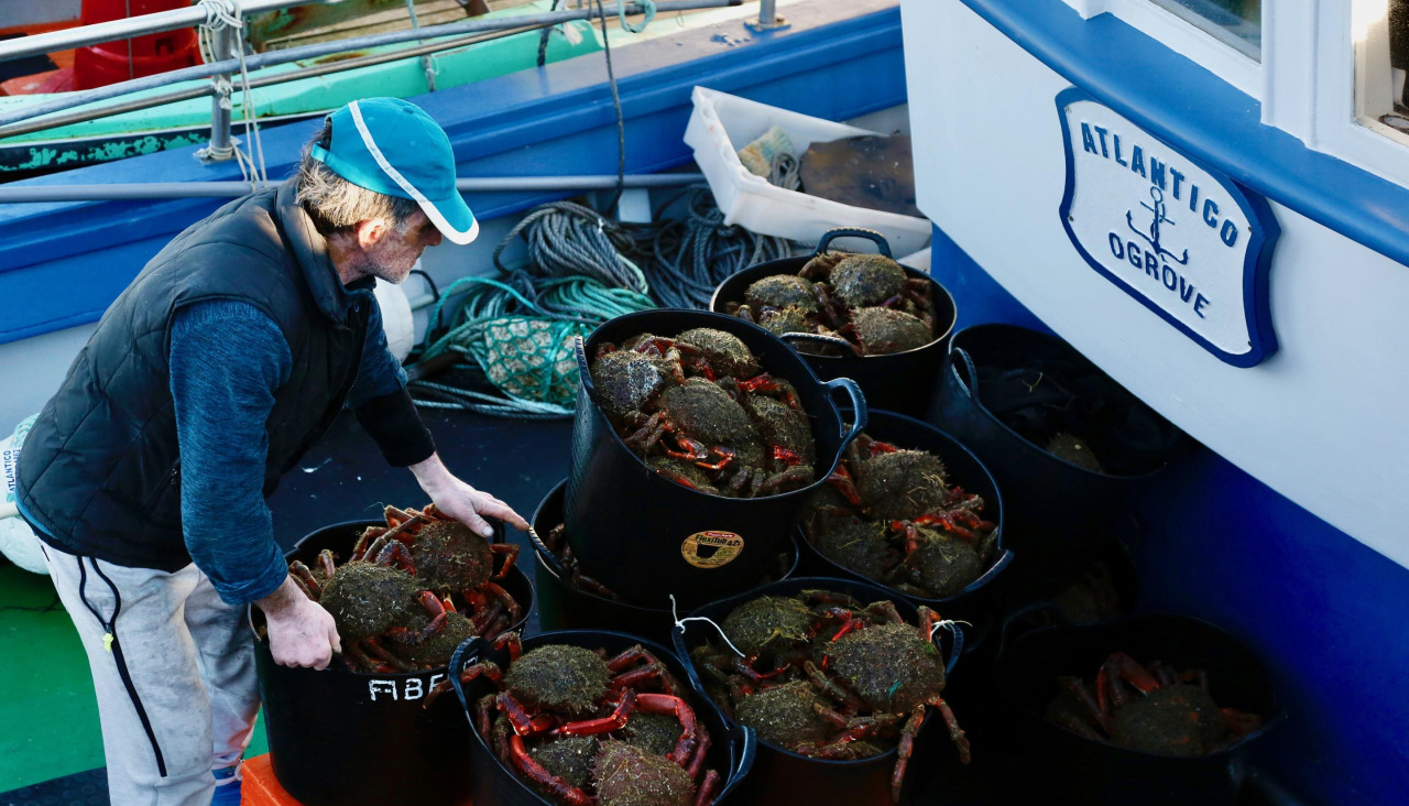 Un momento de la descarga de centolla el año pasado en O Grove