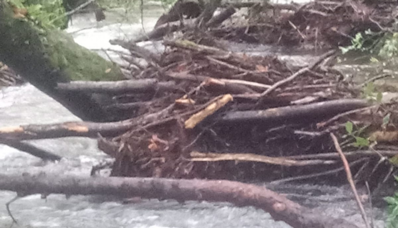 Ramas y troncos arrastrados por la corriente del río Lérez quedaron bloqueadas en un árbol inclinado en el lugar de Pumadiño
