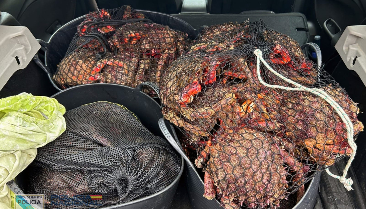 Las centollas confiscadas