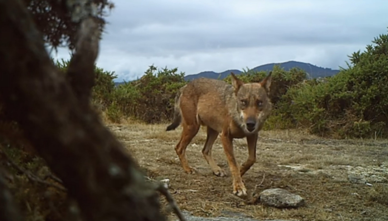 Fotograma del documental 'Salvaxe, salvaxe' del director ourensano Emilio Fonseca