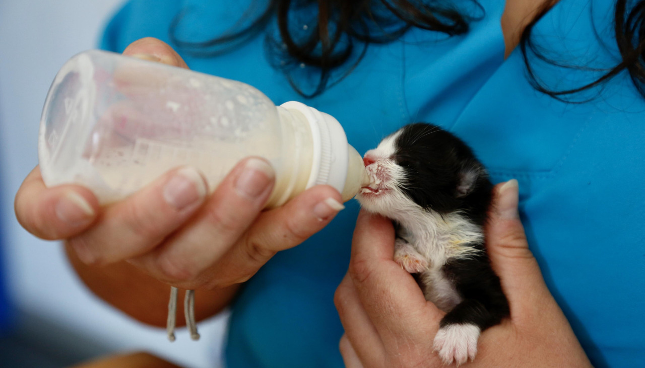 Imagen de archivo de un gato rescatado por la protectora