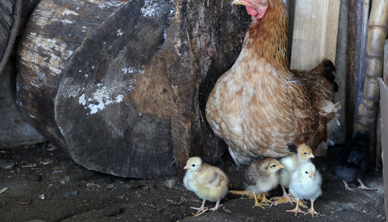 Aves de corral, en una imagen de archivo