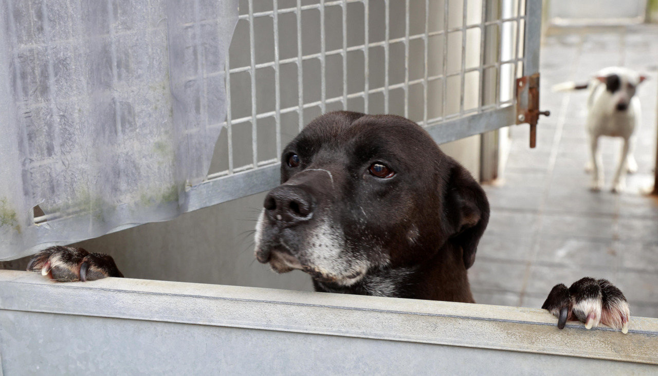 Asociación Protectora de Animais de Vilagarcía de Arousa
