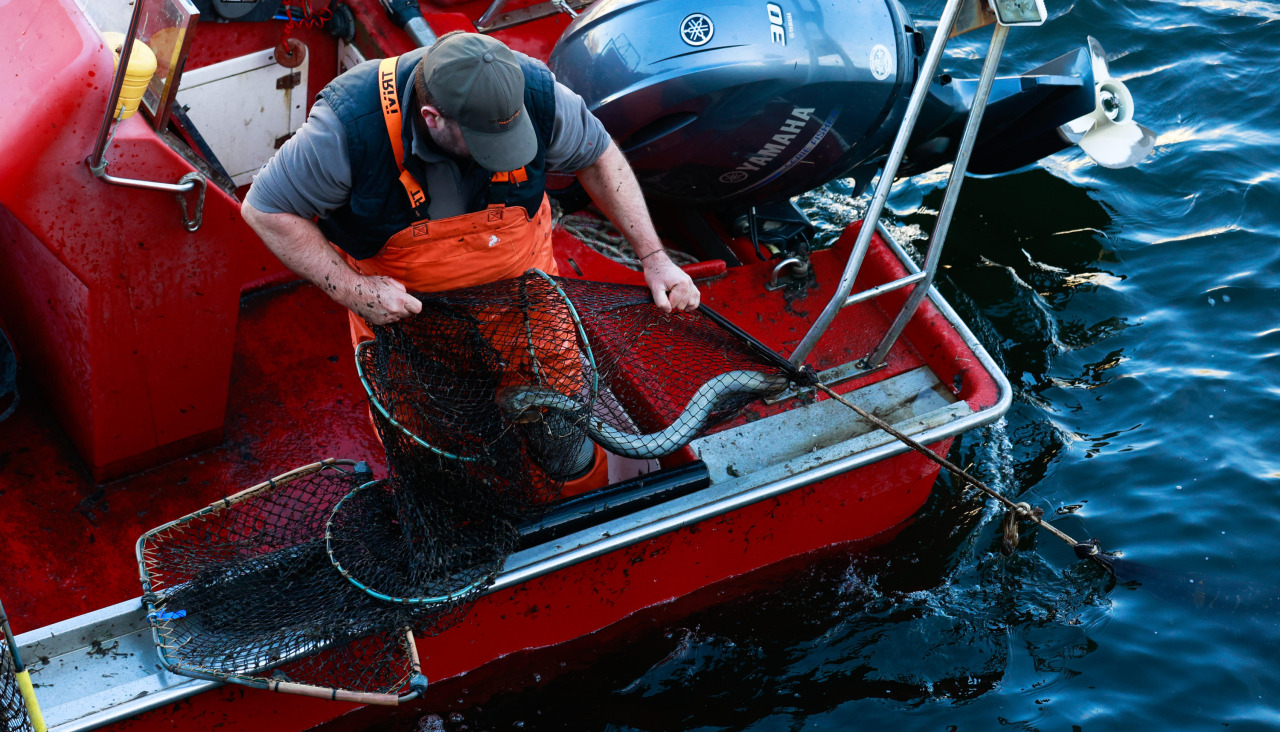 Un valeiro de Pontecesures recogiendo las nasas en el puerto