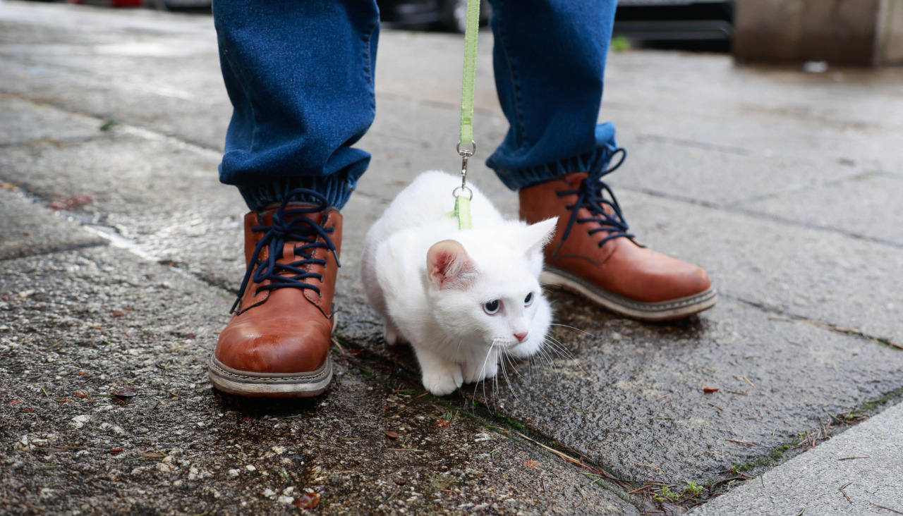 Gato blanco muy atento
