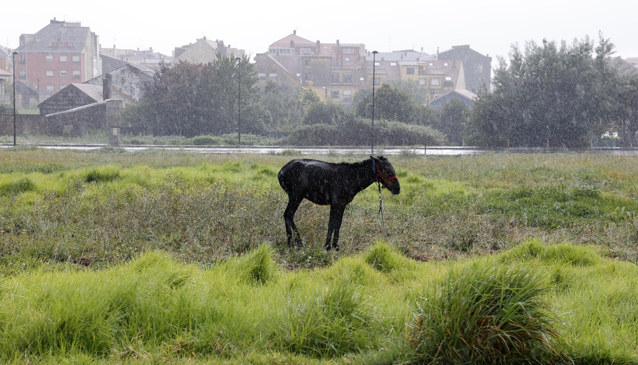 Imagen de archivo de un caballo que no guarda relación con los hechos