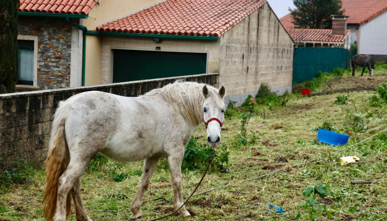Los caballos están en una finca de Bamio