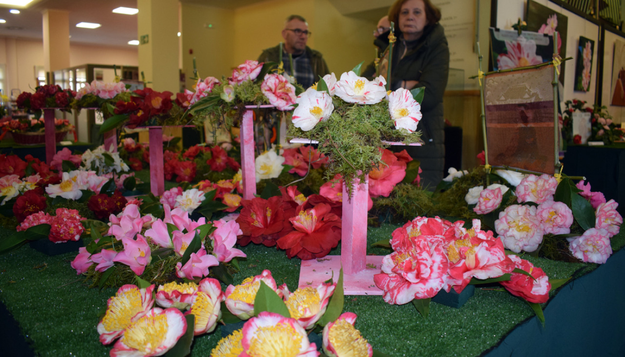 La afición por el cultivo de la camelia crece en Valga 