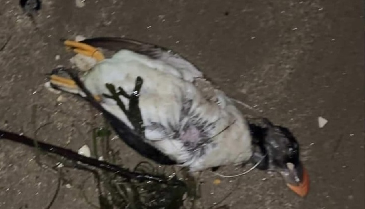 Uno de los frailecillos aparecidos en Carril