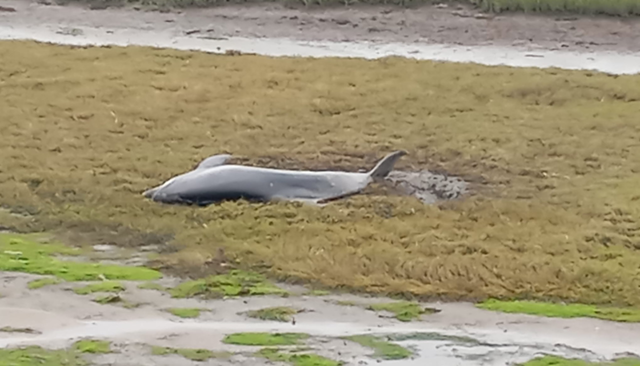 El arroaz en A Lanzada 