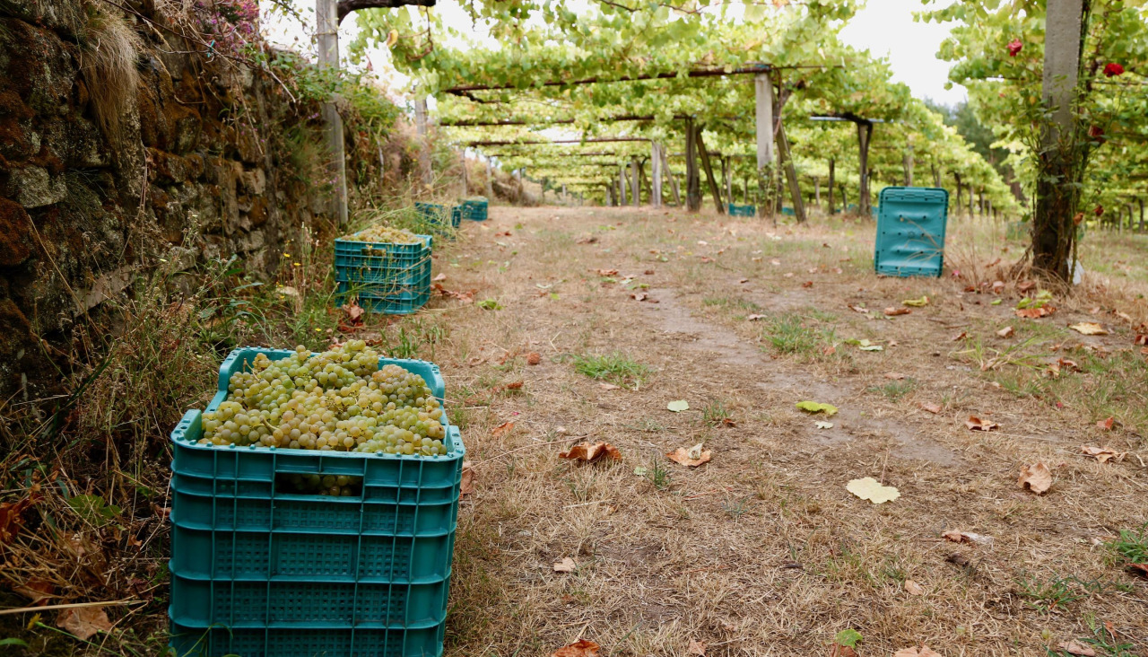 Trabajos de vendimia durante la última campaña