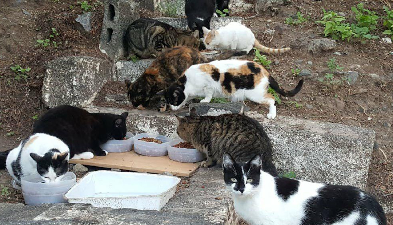 Una colonia de gatos de O Grove