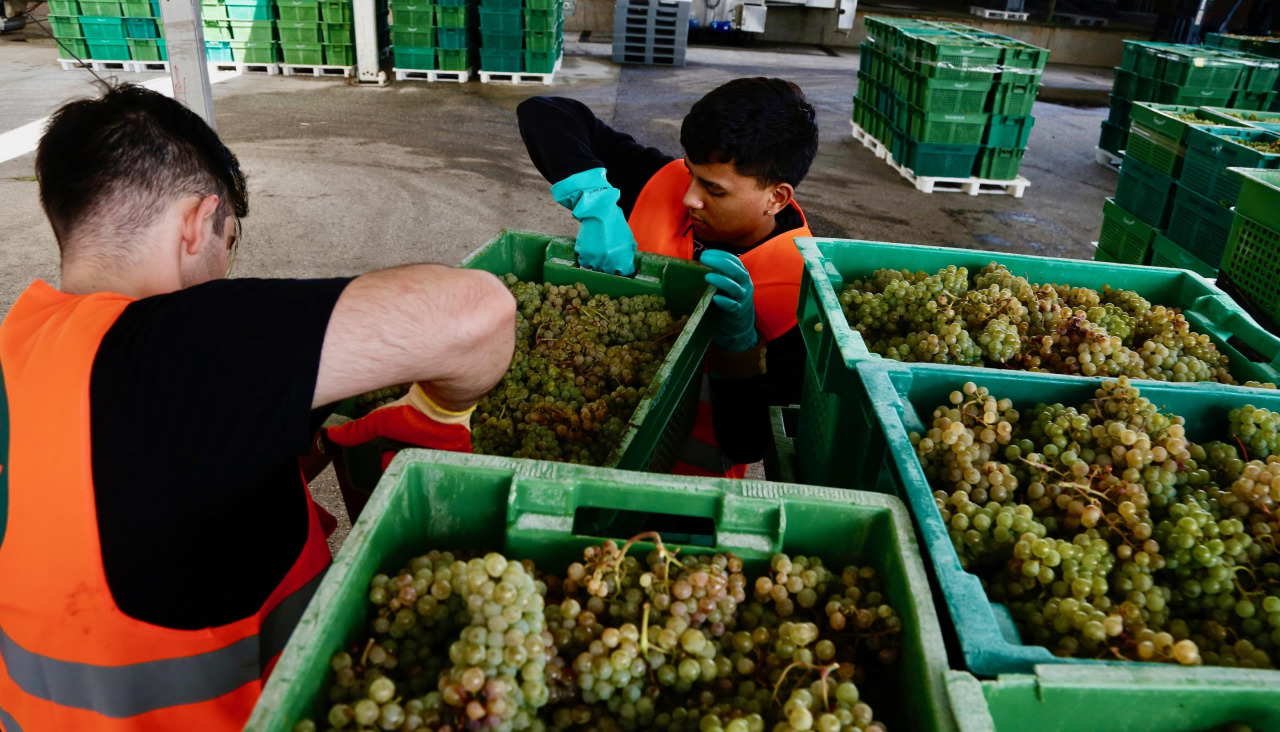 Trabajos de vendimia en una bodega de la comarca