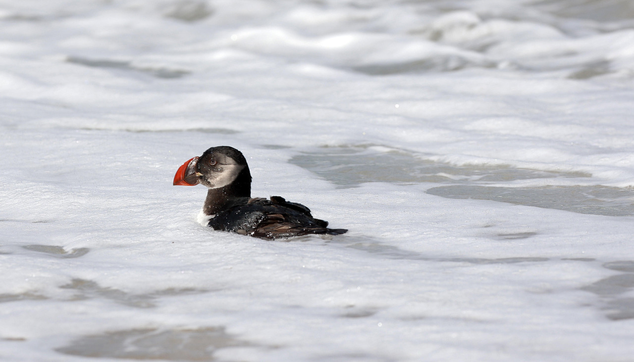Las aves liberadas en A Lanzada
