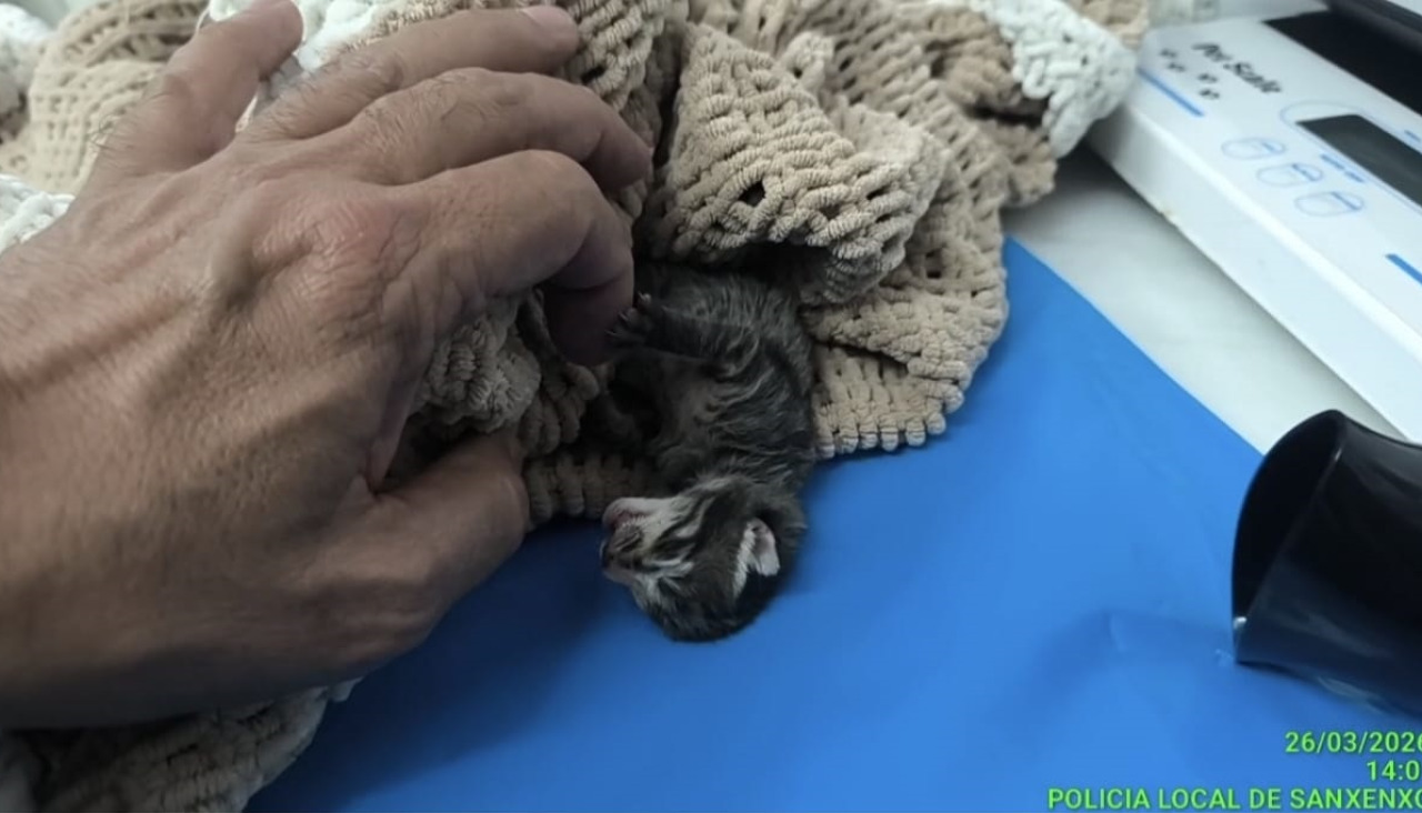 Uno de los gatos abandonados en Sanxenxo