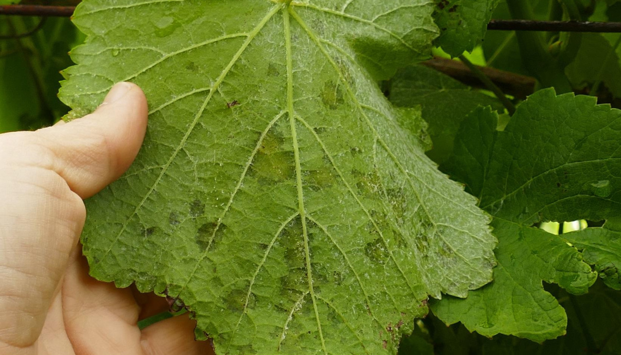 Típicas manchas de la enfermedad en una fase avanzada del ciclo de la planta
