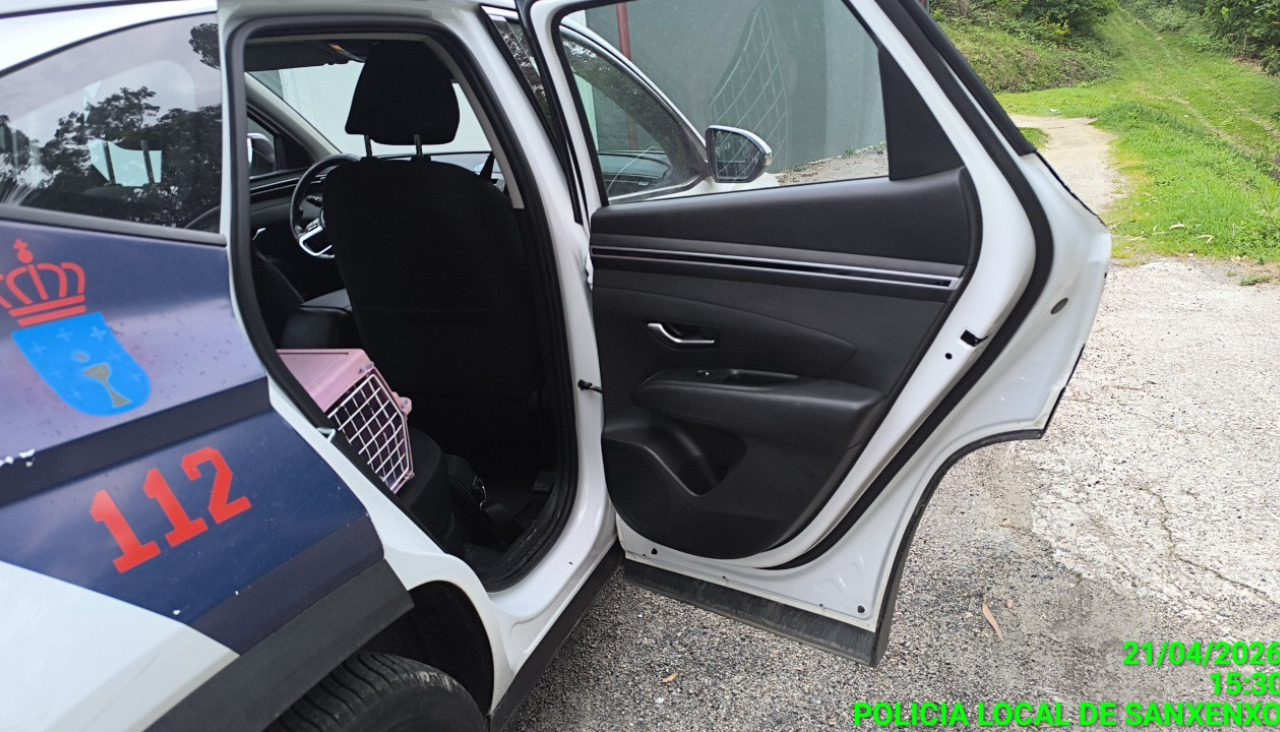 El gato rescatado en el coche de la Policía Local de Sanxenxo