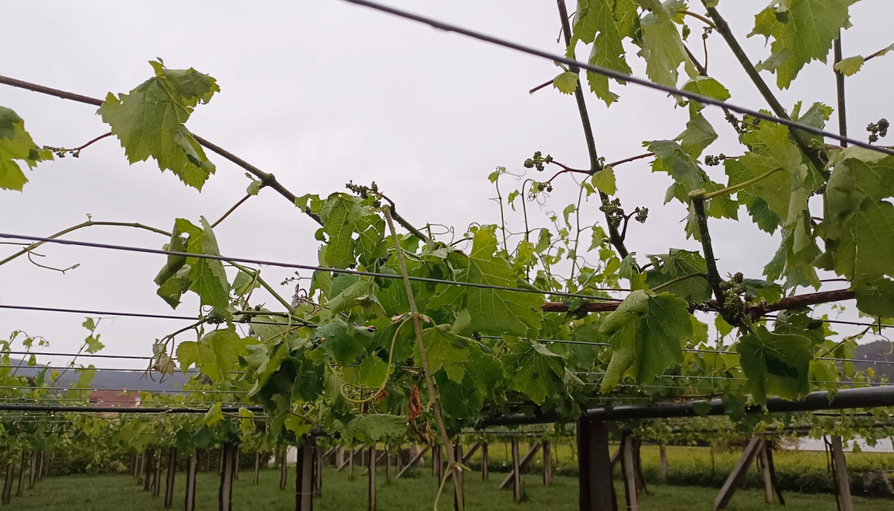 Daños en un viñedo de Barrantes