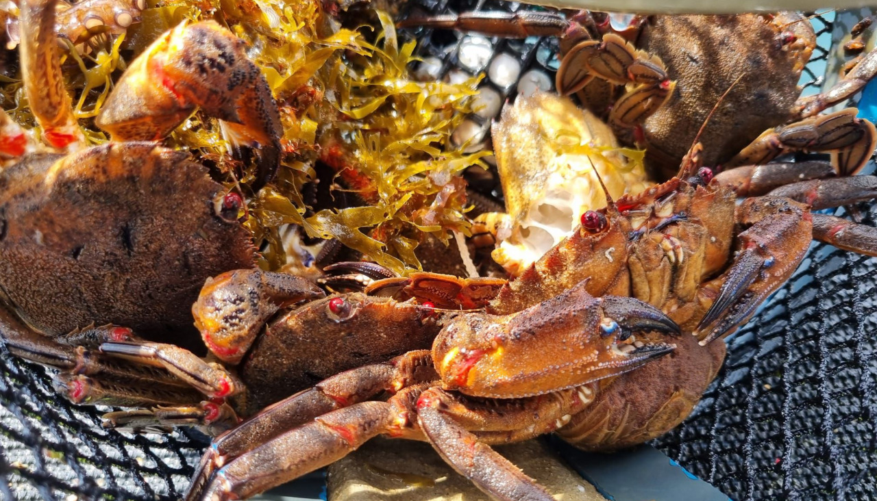 Aparejos de pesca retirados por Gardacostas en la Ría de Arousa