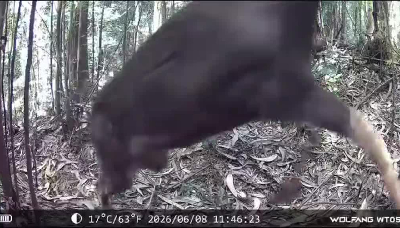Imagen de un corzo en el Xiabre