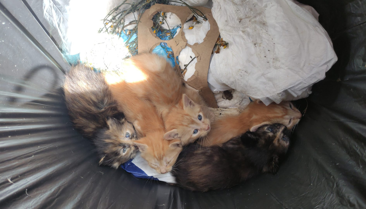 Gatos rescatados por O Jato Meco