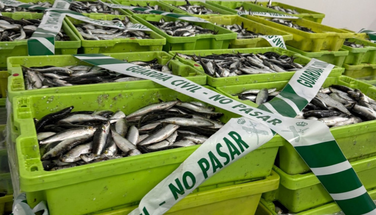 Los kilos de sardina incautados en Portonovo