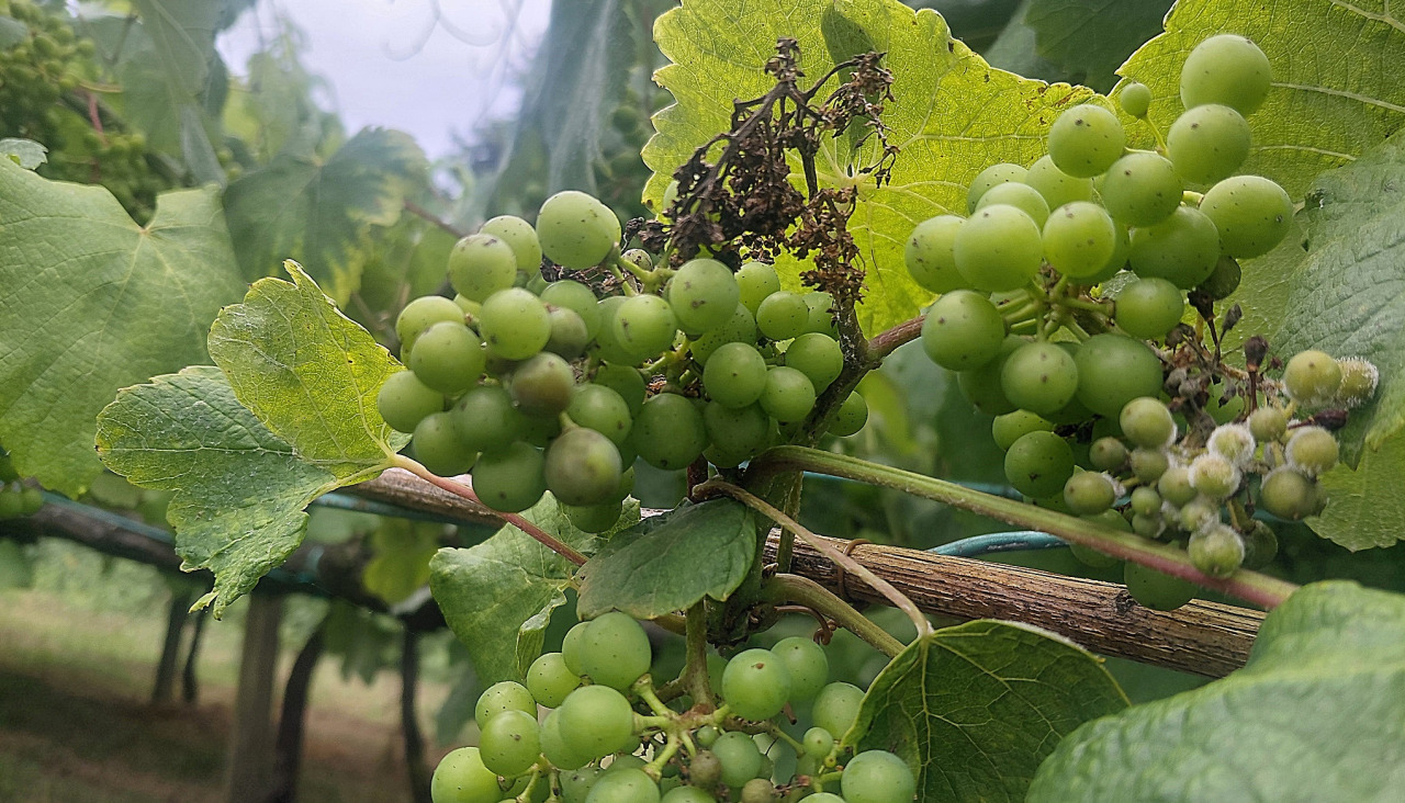 Racimos de uvas con diferentes formas de esta enfermedad