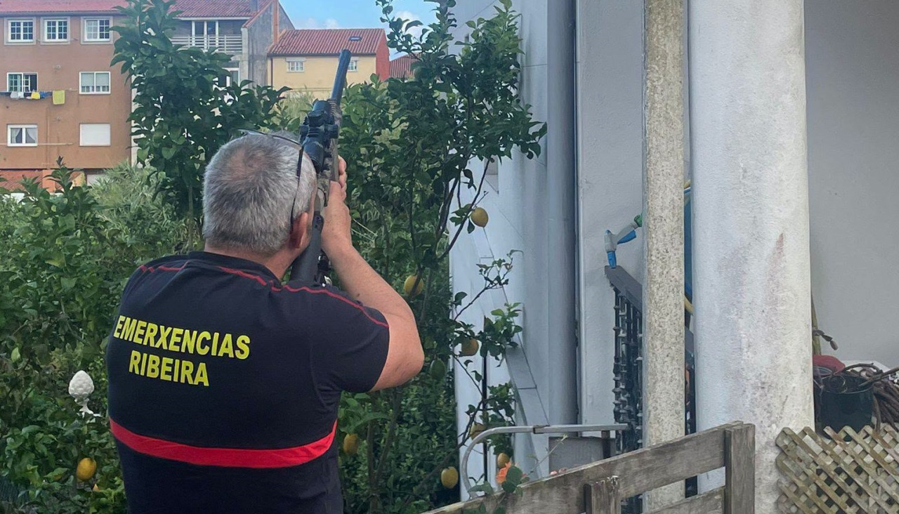 Un voluntario del GAEM de Ribeira retirando un nido de velutina