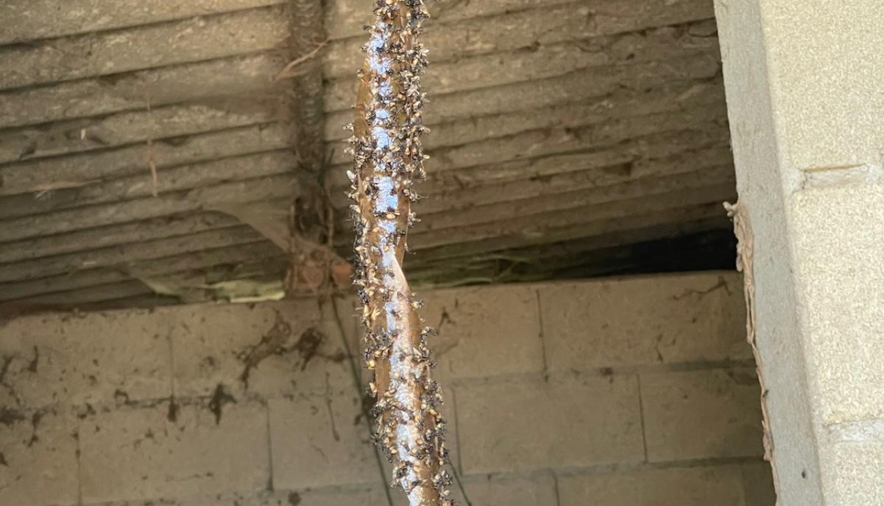 La plaga de moscas en una vivienda de Bemil
