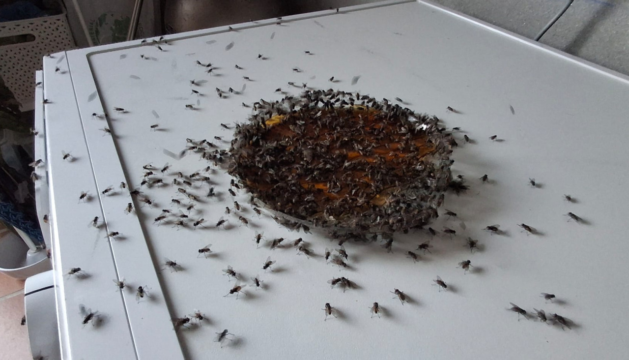 Al parecer varios camiones llegaron a la granja este fin de semana para limpiar excrementos y rociar insecticidas