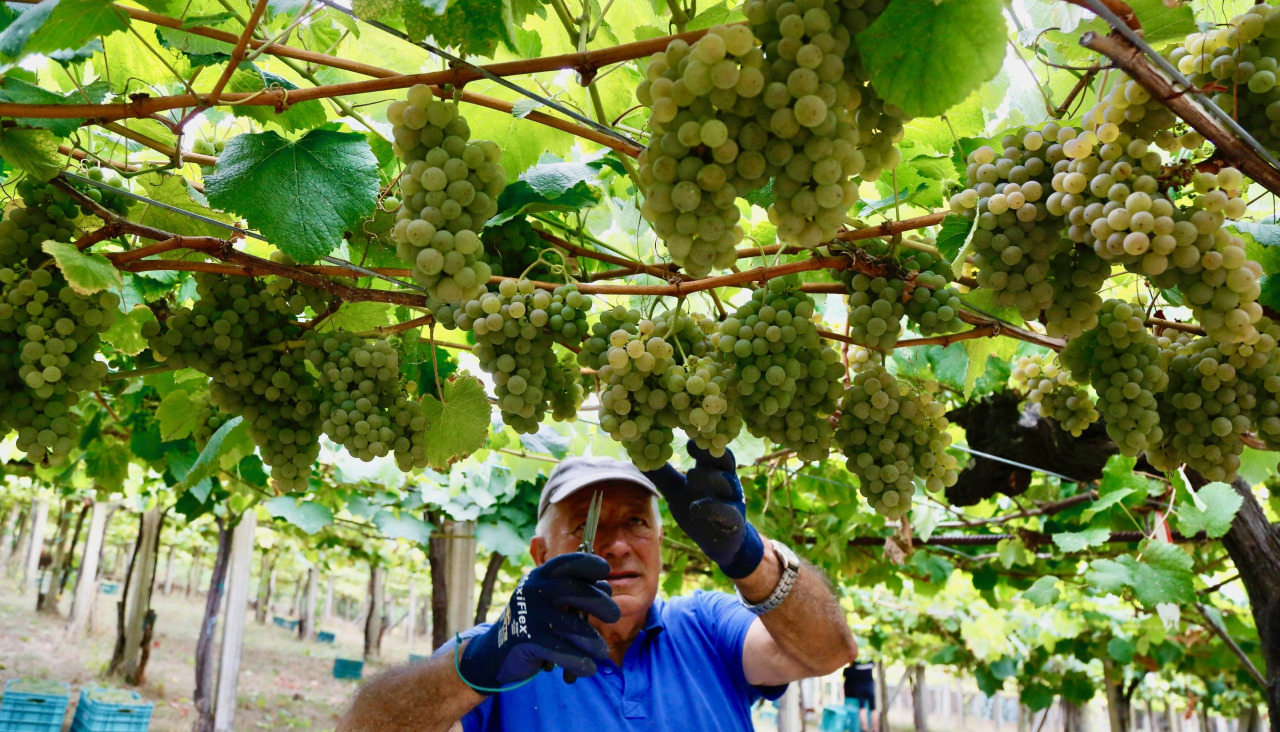 Vendimia de albariño en la bodega Martín Códax el año pasado