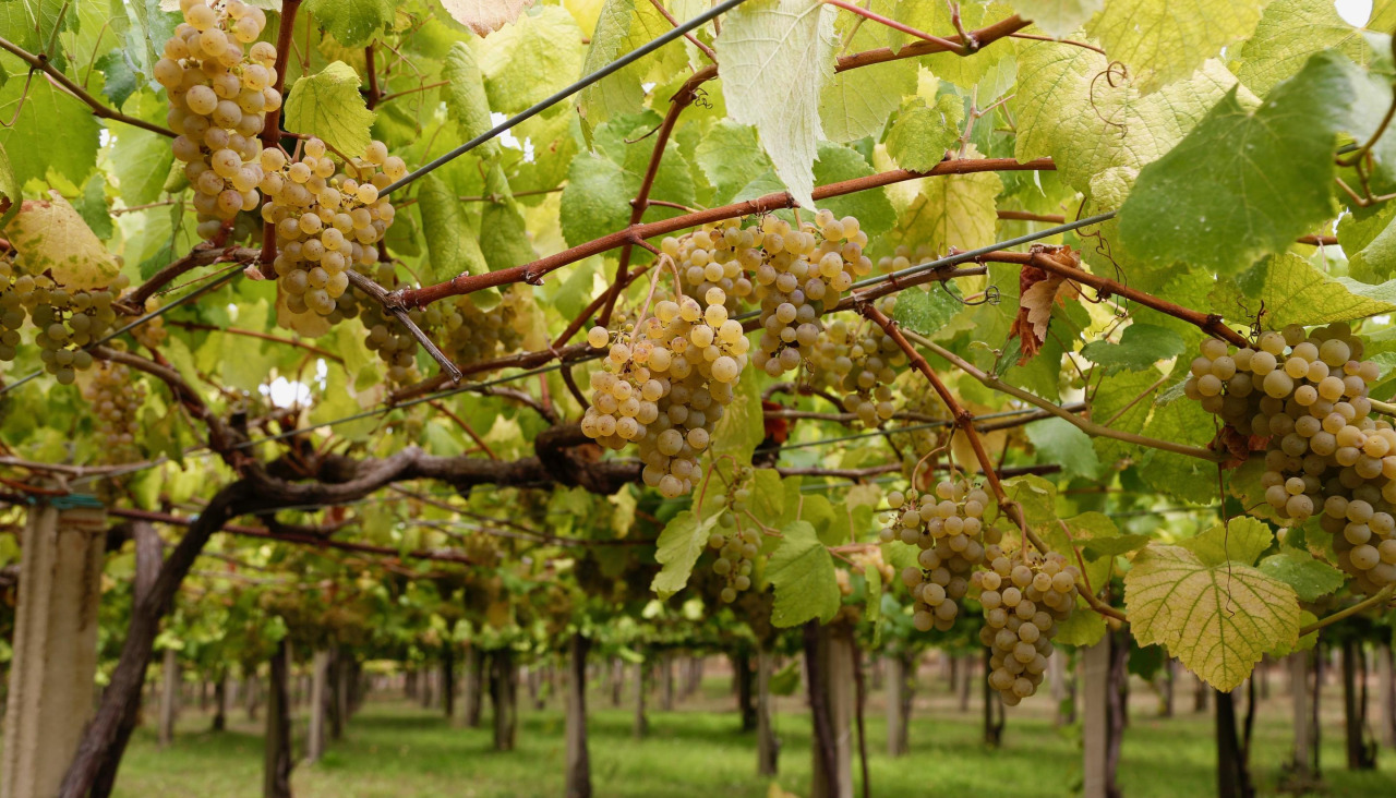 Una parra de uva albariña