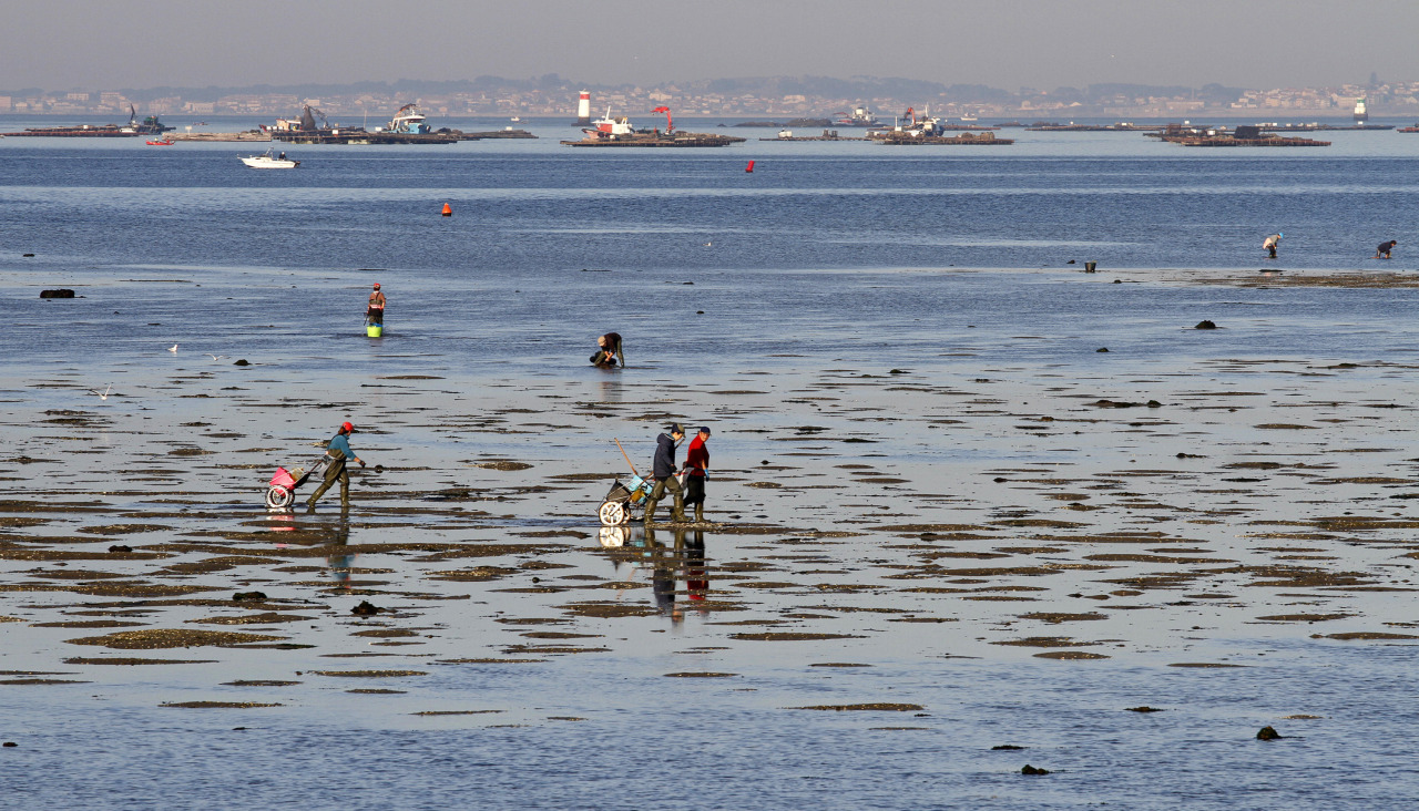 Imagen de archivo de mariscadoras trabajando en Cambados