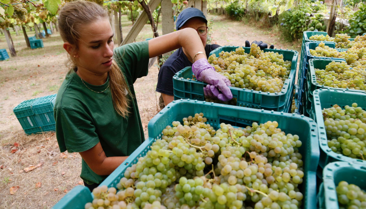 Vendimia en Bodegas Martín Códax el año pasado