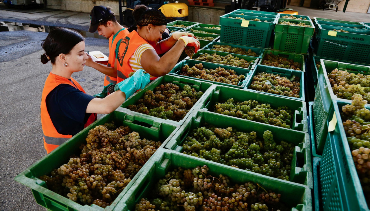 Vendimia de albariño en O Salnés