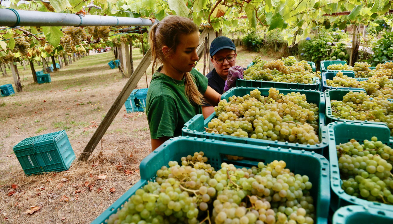 Vendimia de albariño en O Salnés