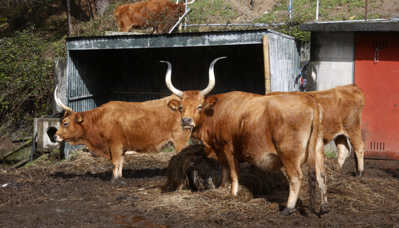 Vacas cachenas en O Grove