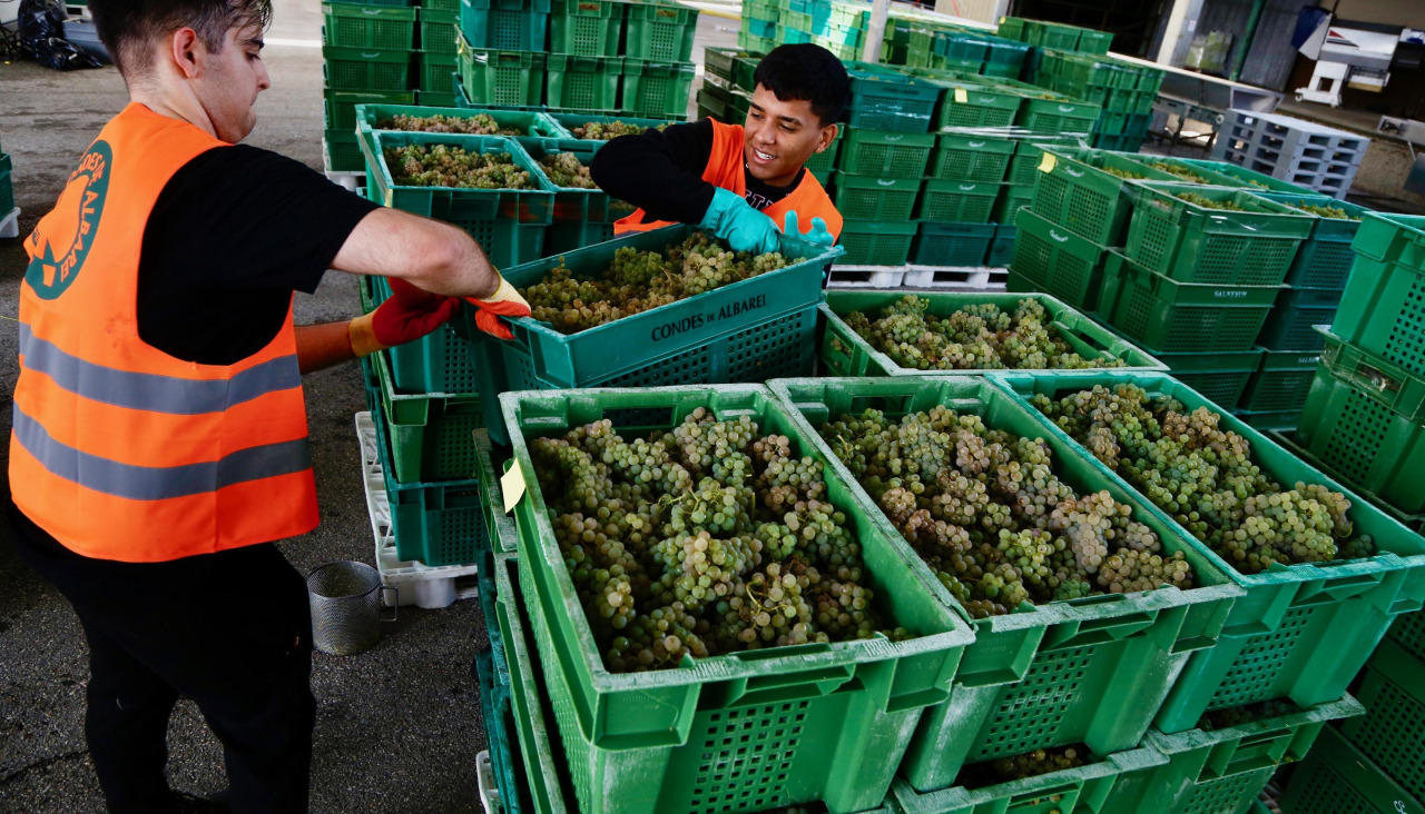Recogida de la uva en la campaña anterior