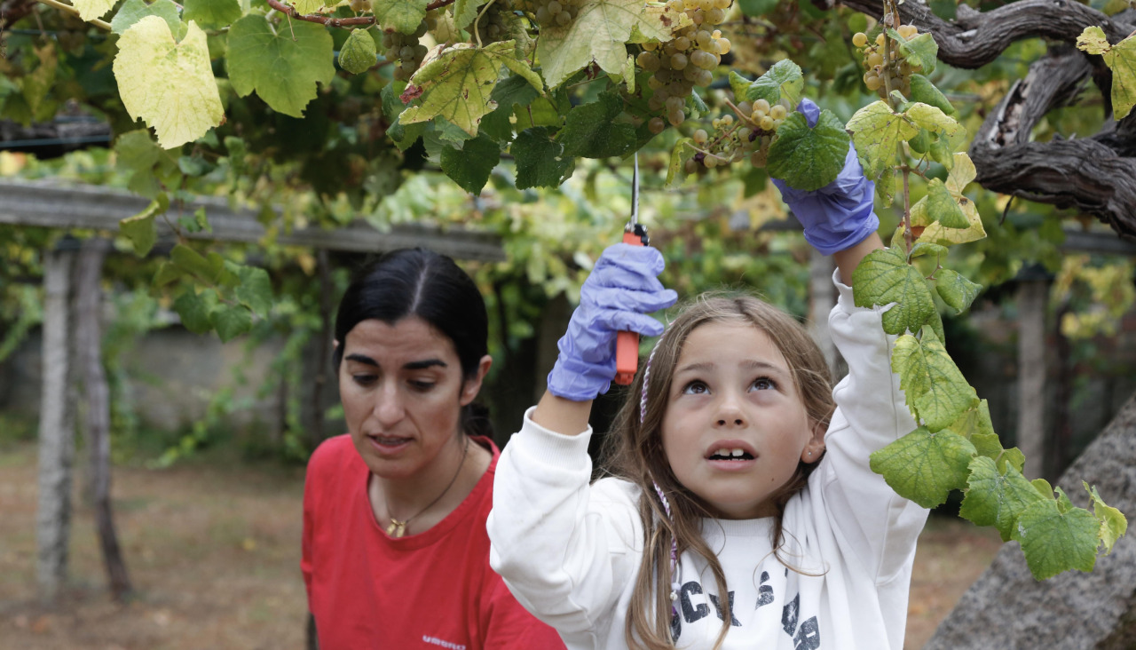 Una de las grandes firmas de la comarca como es Martín Códax inició este jueves las labores en las fincas |