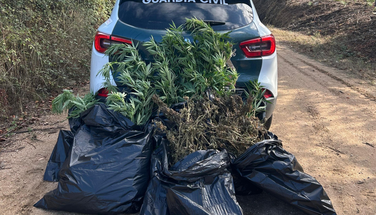 La plantación decomisada por los agentes en una finca