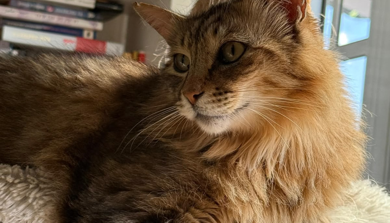 El gato Leo