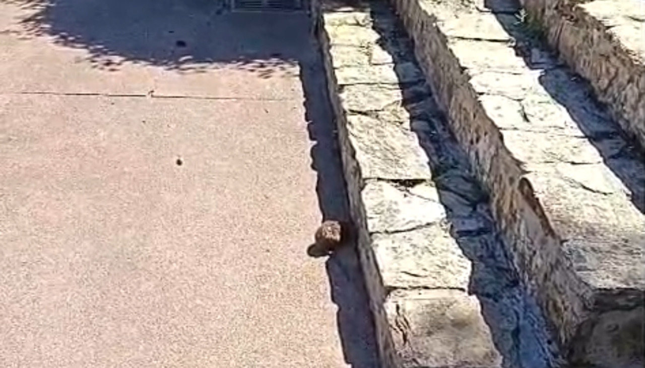Una rata en A Xunqueira