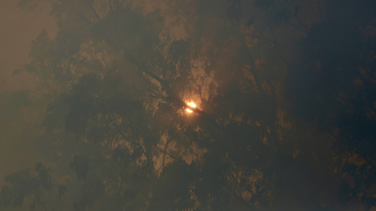 Incendio forestal