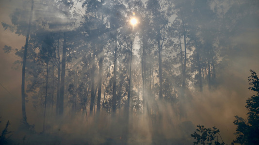 Incendio forestal